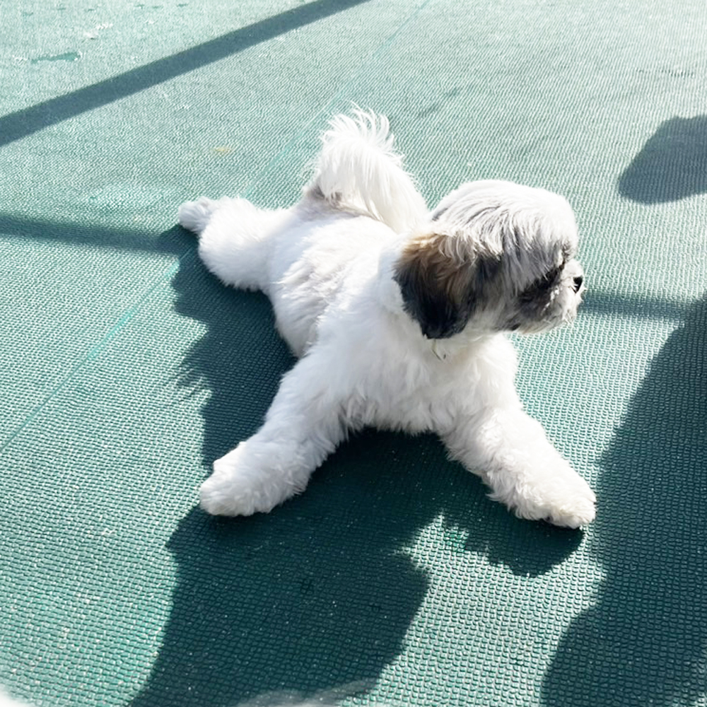生徒が撮影したモデル犬たちの写真②